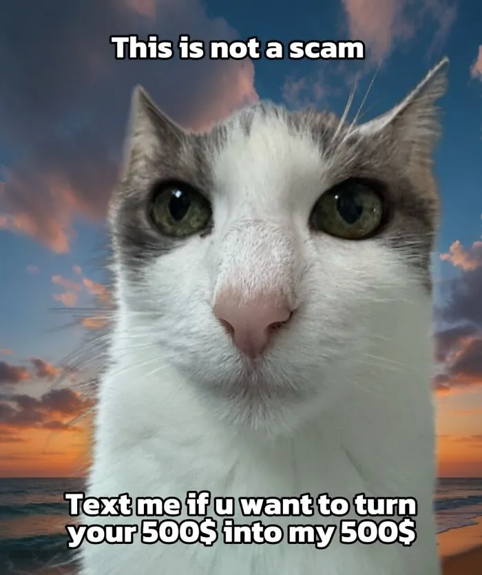 47 Hilarious Cat Memes That Turn Everyday Feline Drama Into Purrfect Comedy