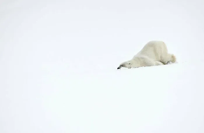 45 Incredible Wildlife Shots That Reveal The Real Life Of Animals Across The Planet