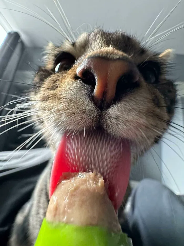 51 Cats Having Such A Good Time With Their Food, It's Impossible Not To Laugh
