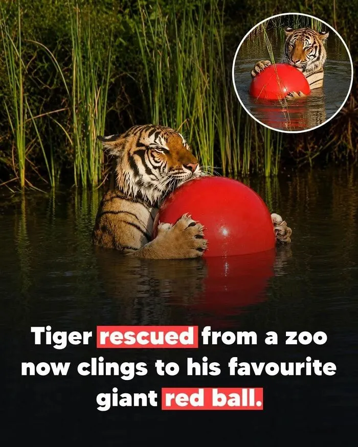 This Page Shared 26 Heartwarming Animal Moments From Around The World (New Pics)