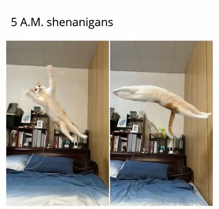 Hilarious cat memes capture a ginger cat mid-air, leaping over a bed in 5 A.M. shenanigans.
