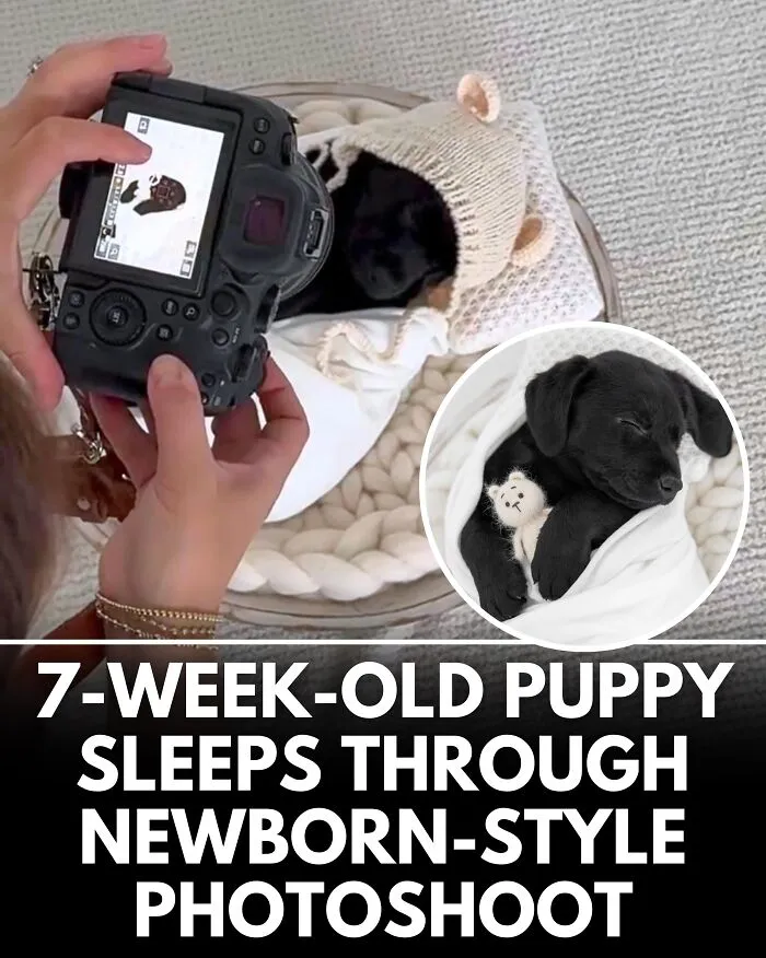 25 Incredible Stories Shared By ‘We Rate Dogs’ That Might Make You Laugh And Cry (New Pics)