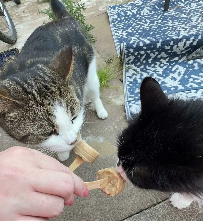 51 Cats Having Such A Good Time With Their Food, It's Impossible Not To Laugh