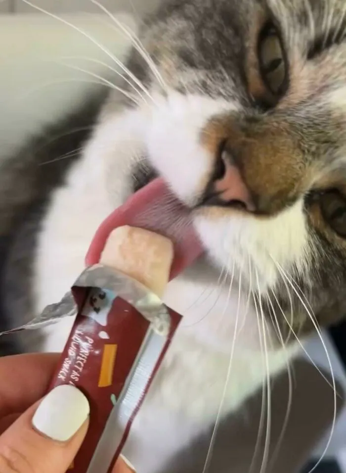 51 Cats Having Such A Good Time With Their Food, It's Impossible Not To Laugh