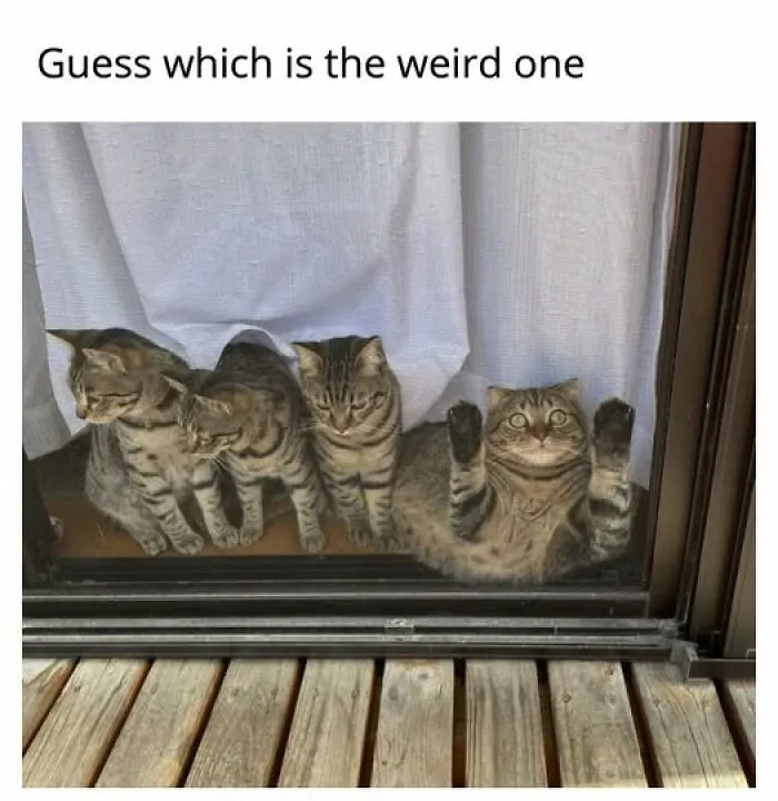 “Seconds Before He Risked It All”: 67 Memes That Are Funny Because They Involve Cats