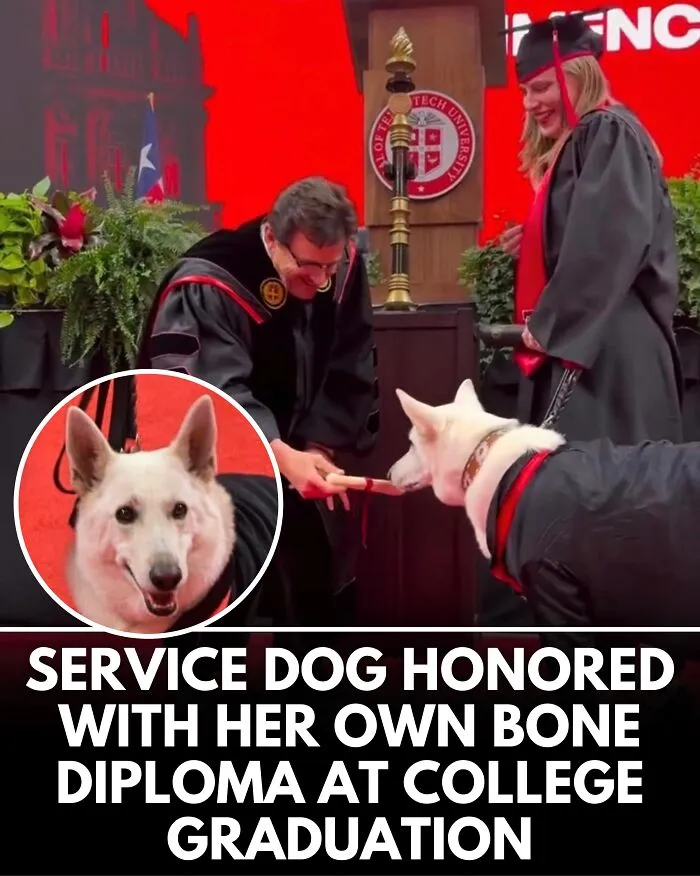 25 Incredible Stories Shared By ‘We Rate Dogs’ That Might Make You Laugh And Cry (New Pics)