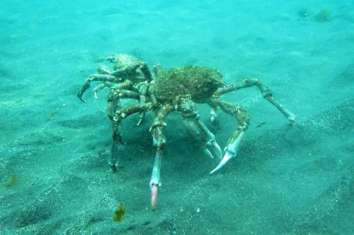 “Ended My Diving Hobby Forever”: 49 Terrifying Times Divers Were Caught Off-Guard Underwater