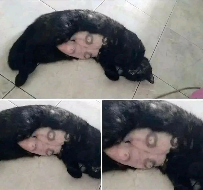 The Belly Of A Cat When The Fur Is Shaved