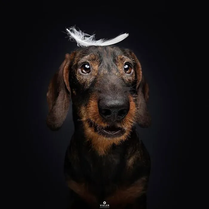 30 New Touching Pictures Of Senior Dogs By Christian Vieler That Might Melt Your Heart