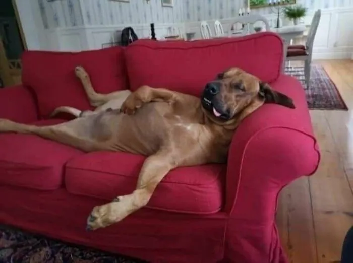 30 New Photos Of Dogs Being Their Delightfully Weird Selves, As Shared By This Facebook Page