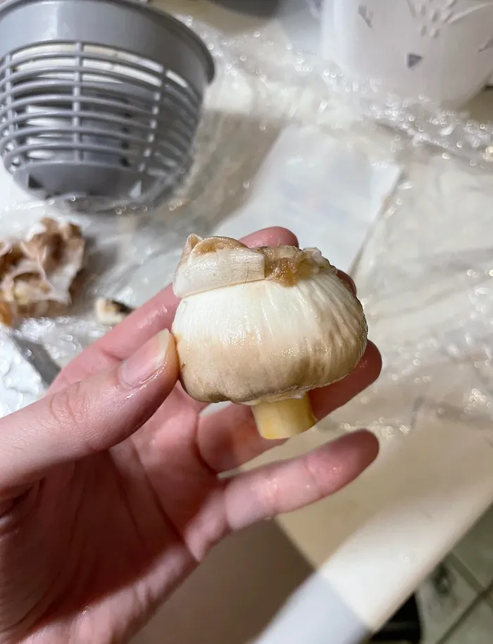 Washing Mushrooms Won't Ruin Them (Stop Avoiding It)