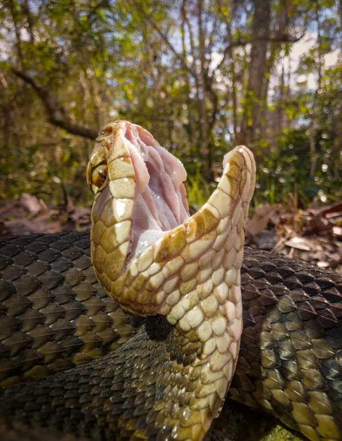 “Mouth Of The South”