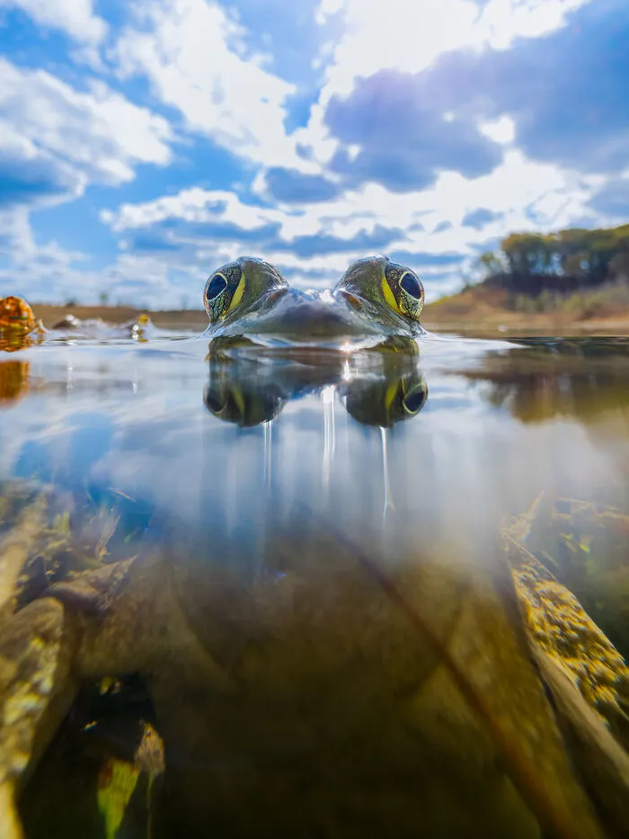 “Bullfrog Between Worlds”