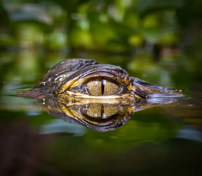 “Golden Watcher”