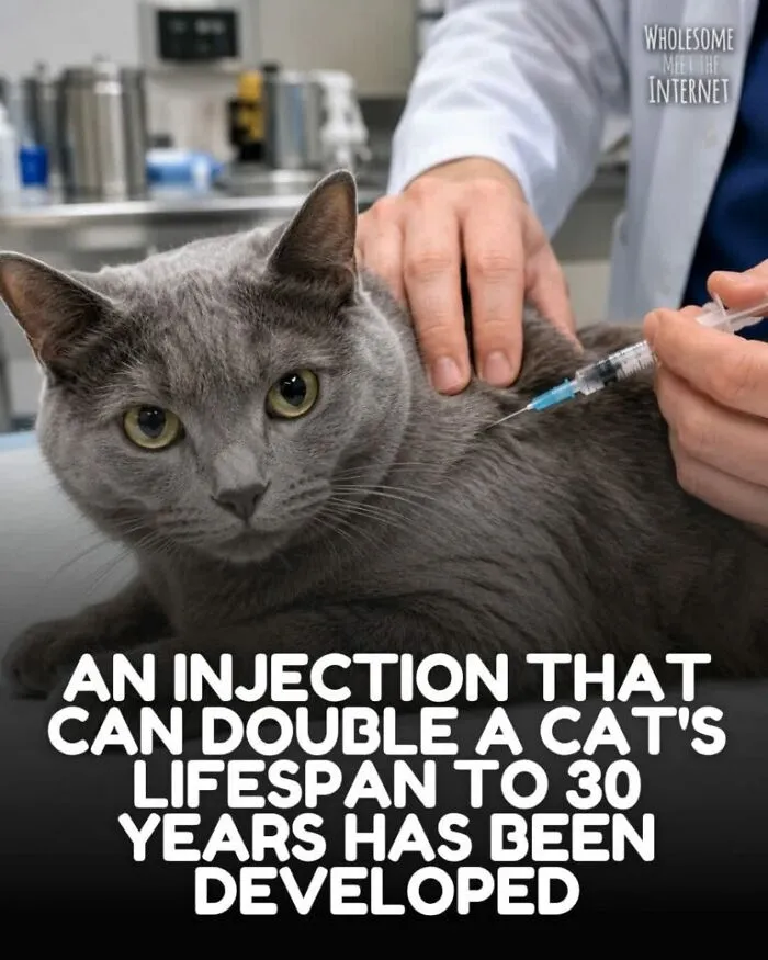 Injection developed that can double a cat's lifespan to 30 years