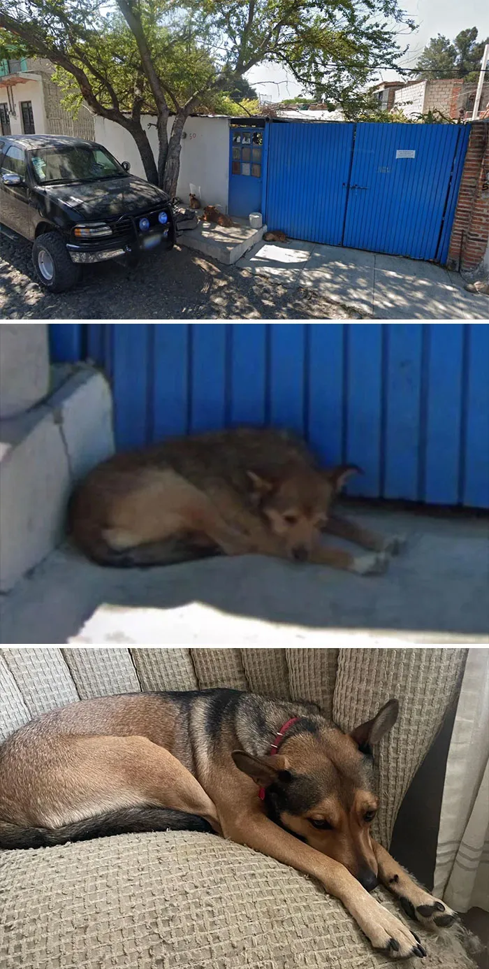 I Found My Dog Living As A Street Dog On Google Street View, 1,300 Miles Away