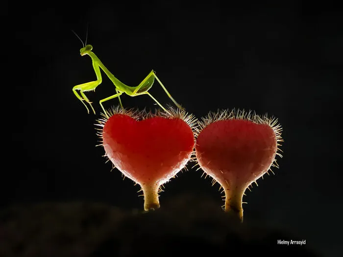 This Photographer Uses A Smartphone To Reveal The Magical World Of Tiny Insects (32 Pics)