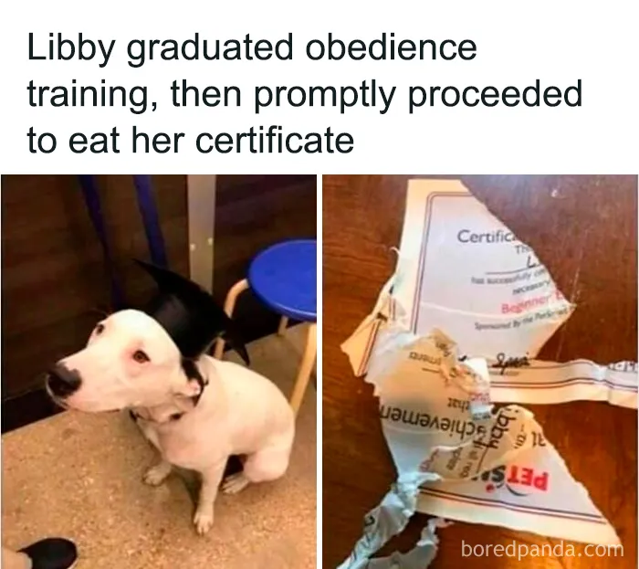 75 Ironic Posts That Might Make You Chuckle