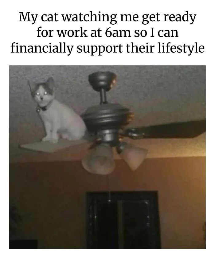 These Memes From “Animals Doing Things” Are Cute, Chaotic, And Very Relatable (40 New Pics)