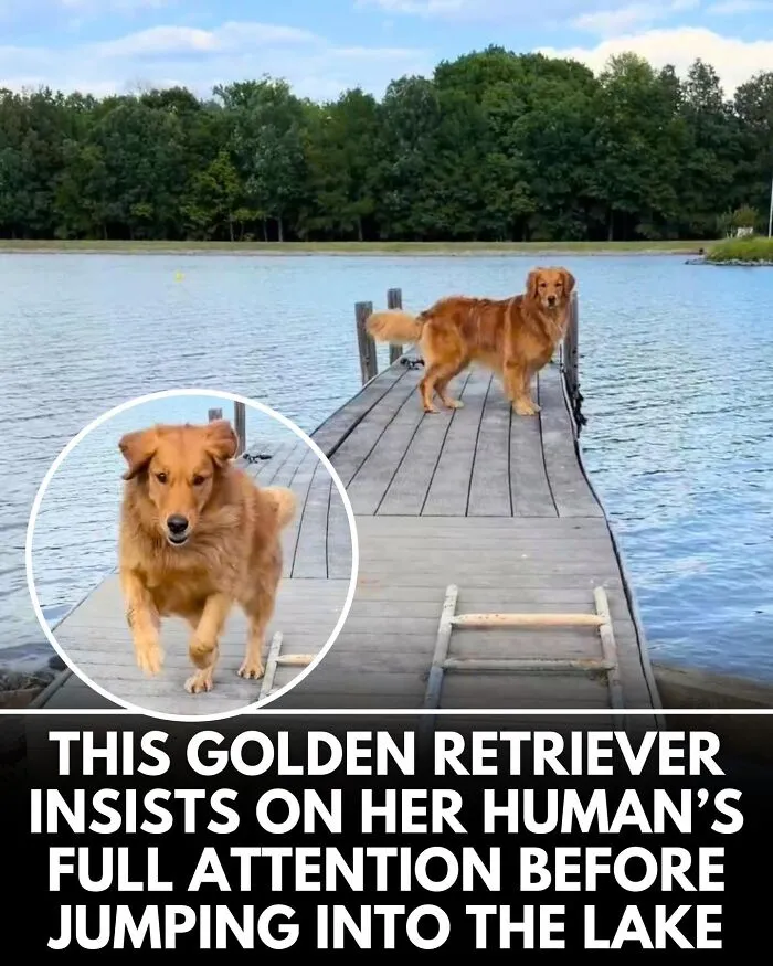 25 Incredible Stories Shared By ‘We Rate Dogs’ That Might Make You Laugh And Cry (New Pics)