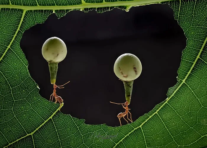 This Photographer Uses A Smartphone To Reveal The Magical World Of Tiny Insects (32 Pics)