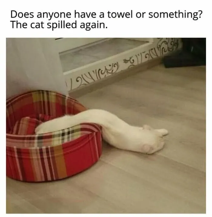 “Seconds Before He Risked It All”: 67 Memes That Are Funny Because They Involve Cats