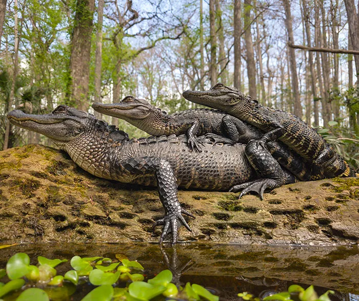 Wildlife photo of three alligators resting on a log in a forest