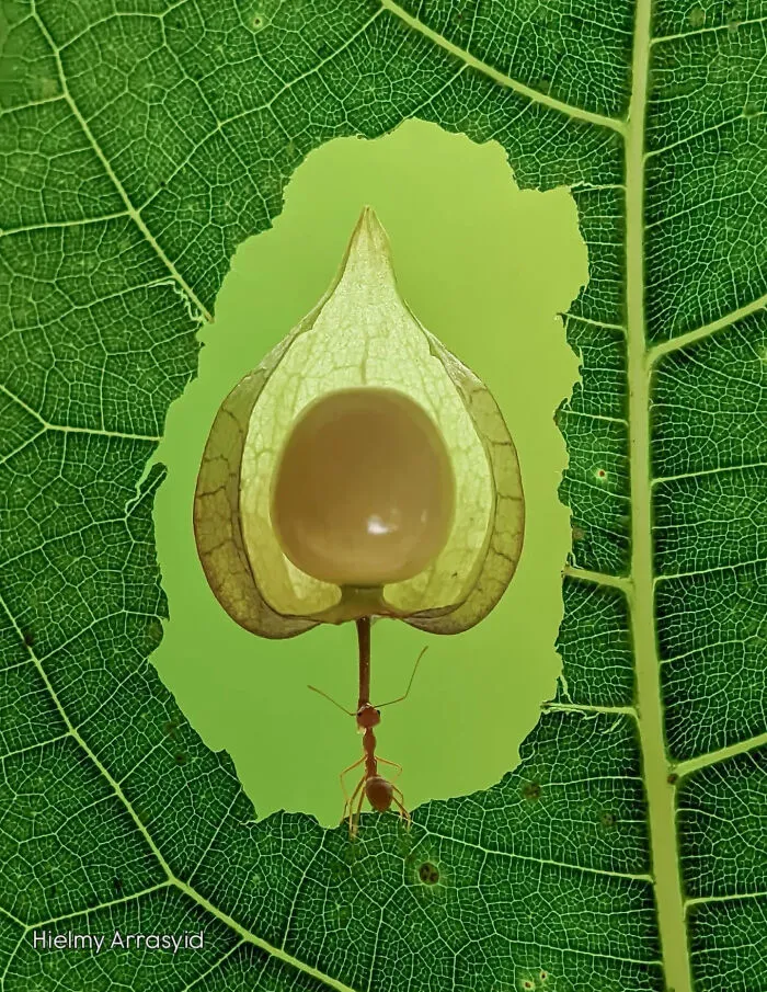 This Photographer Uses A Smartphone To Reveal The Magical World Of Tiny Insects (32 Pics)