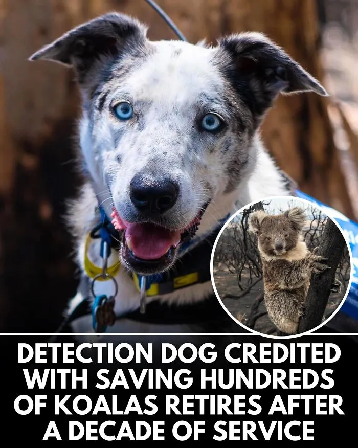 25 Incredible Stories Shared By ‘We Rate Dogs’ That Might Make You Laugh And Cry (New Pics)