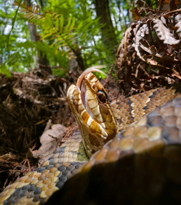 Macro wildlife photo of a snake with tongue extended in a forest setting