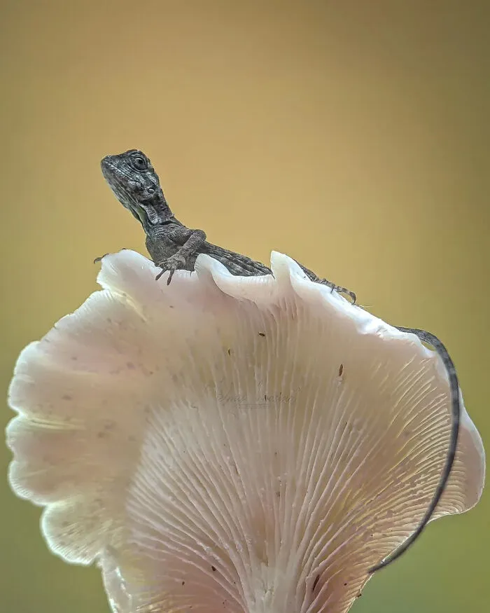 This Photographer Uses A Smartphone To Reveal The Magical World Of Tiny Insects (32 Pics)