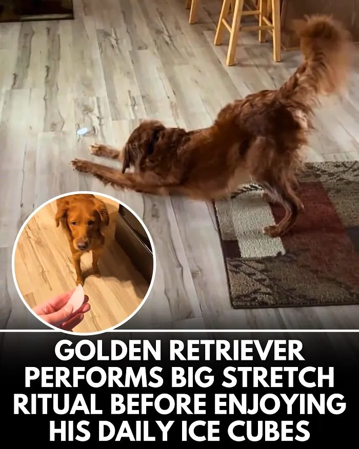25 Incredible Stories Shared By ‘We Rate Dogs’ That Might Make You Laugh And Cry (New Pics)