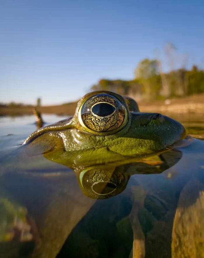 “Eye At The Waterline”