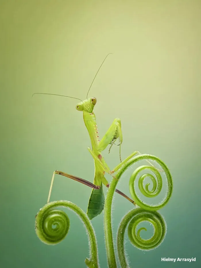 This Photographer Uses A Smartphone To Reveal The Magical World Of Tiny Insects (32 Pics)