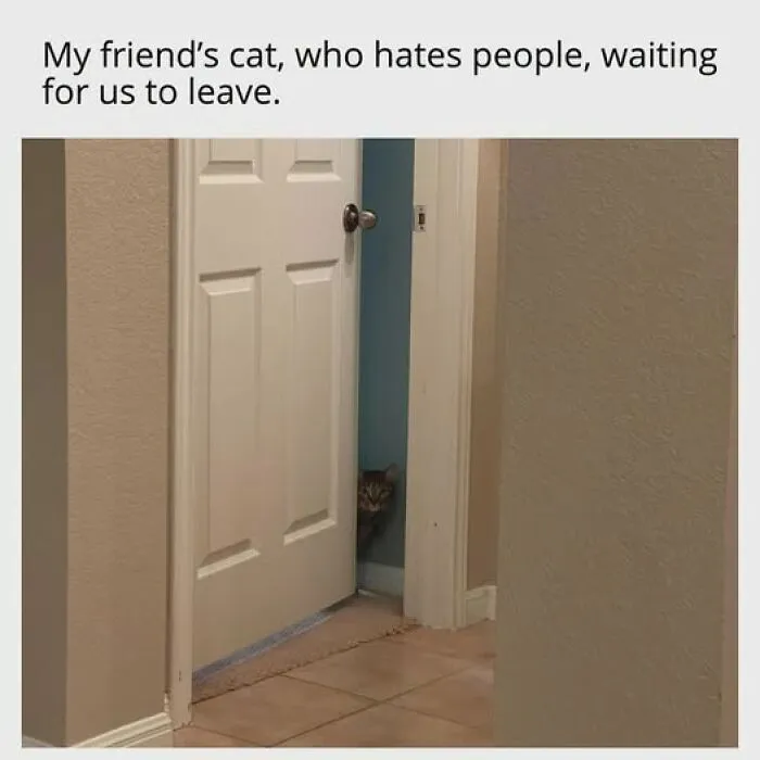 An entertaining cat meme of a cat peering from behind a door, waiting for people to leave. It is entertaining cat memes.