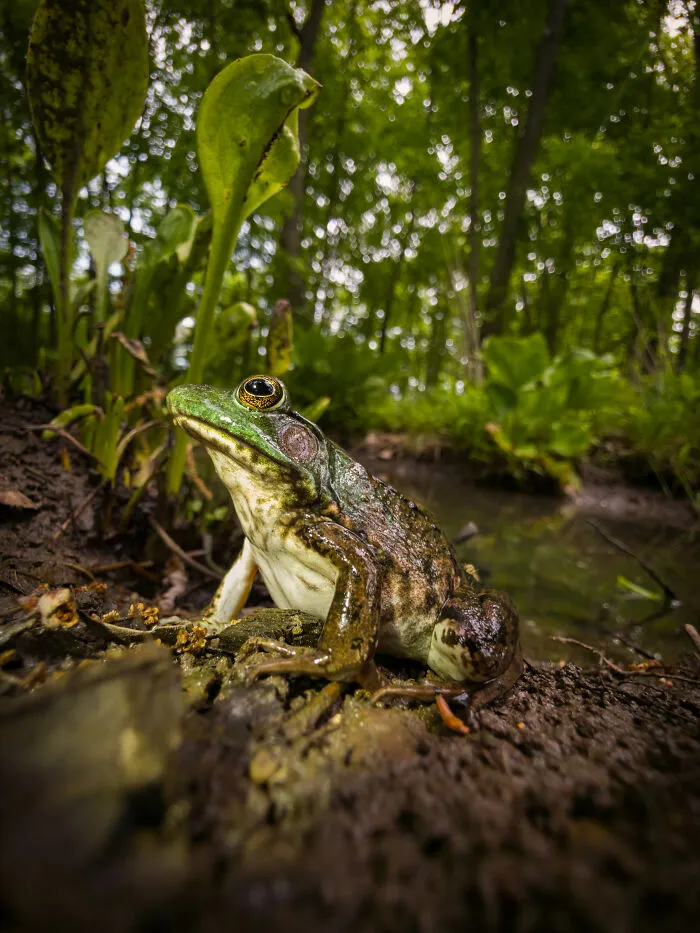 “Swampside Sovereign”