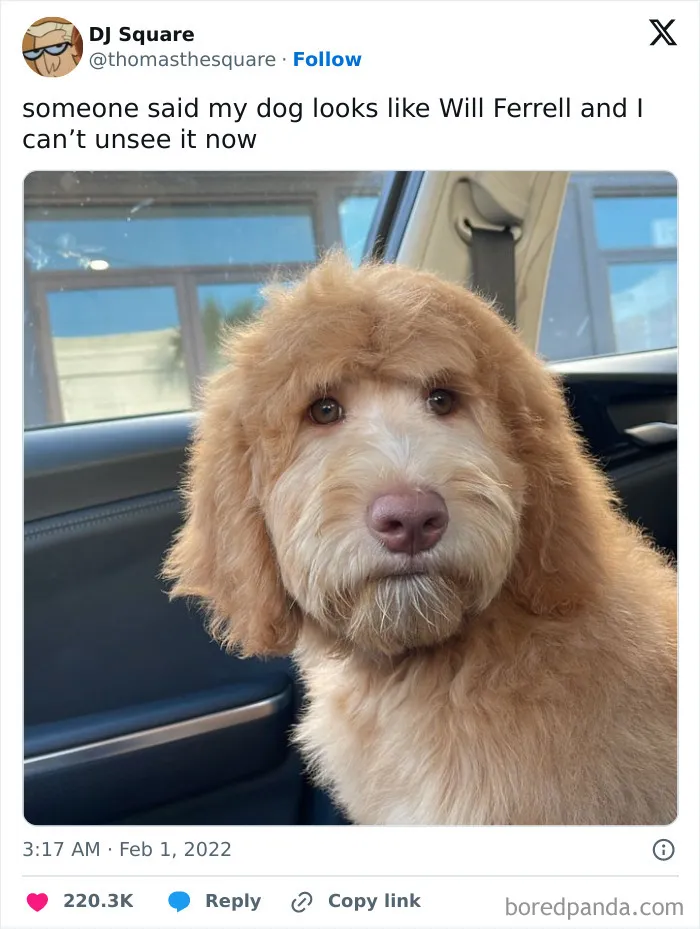 77 Pure And Funny Animal Memes To Calm Your Brain (New Pics)