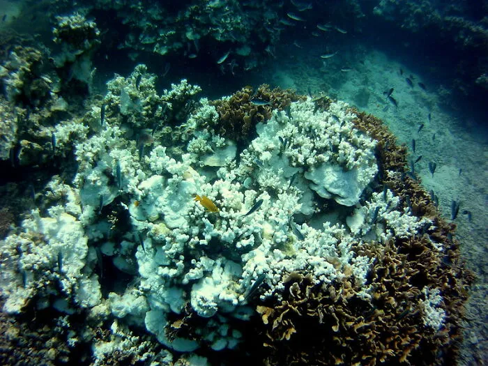 Bleached coral reef with fish in diving environment
