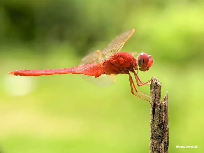 This Photographer Uses A Smartphone To Reveal The Magical World Of Tiny Insects (32 Pics)