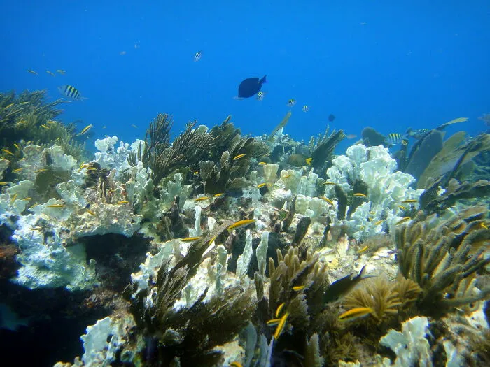 “Ended My Diving Hobby Forever”: 49 Terrifying Times Divers Were Caught Off-Guard Underwater