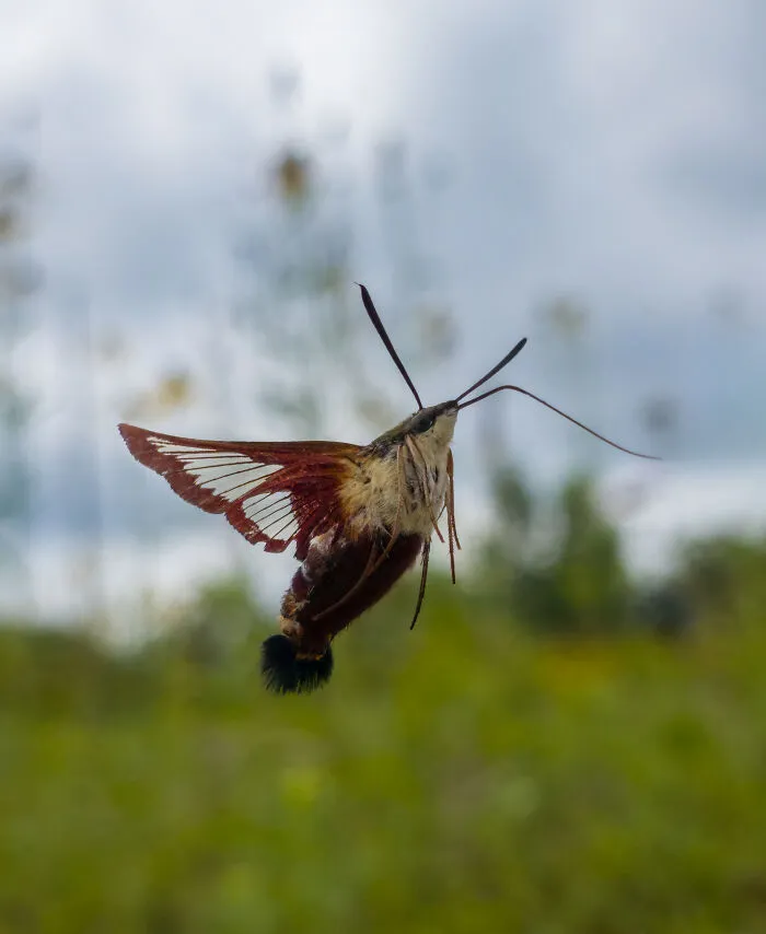 “Hover Of The Mimic”