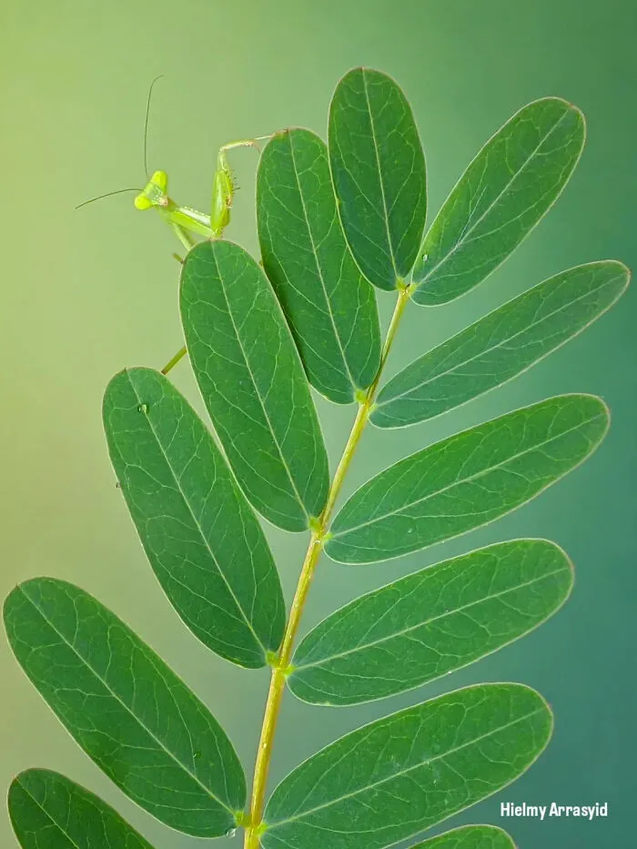This Photographer Uses A Smartphone To Reveal The Magical World Of Tiny Insects (32 Pics)