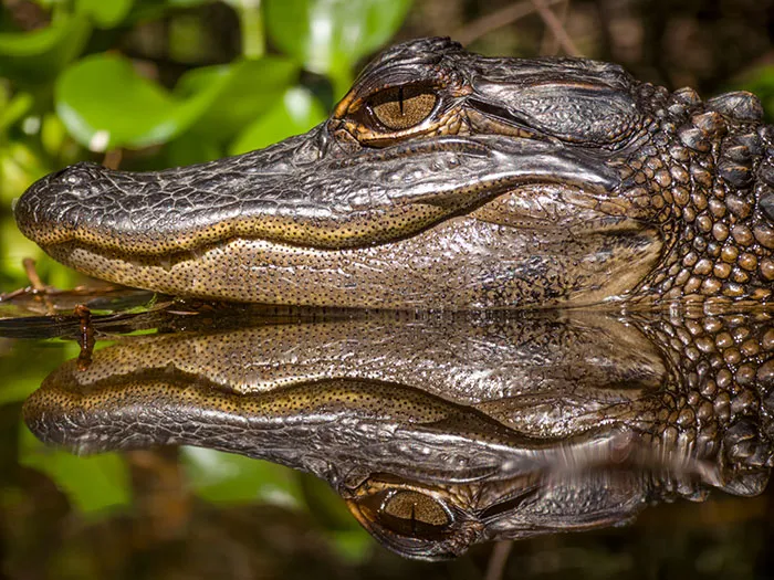 “Reflections Of A Young Gator”