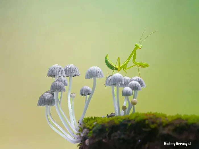 This Photographer Uses A Smartphone To Reveal The Magical World Of Tiny Insects (32 Pics)