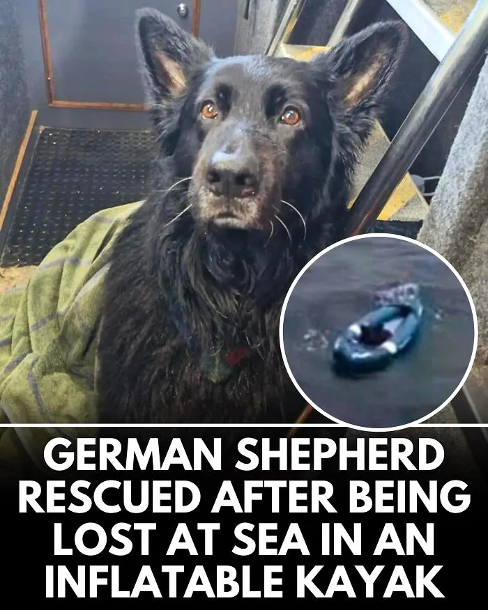 25 Incredible Stories Shared By ‘We Rate Dogs’ That Might Make You Laugh And Cry (New Pics)