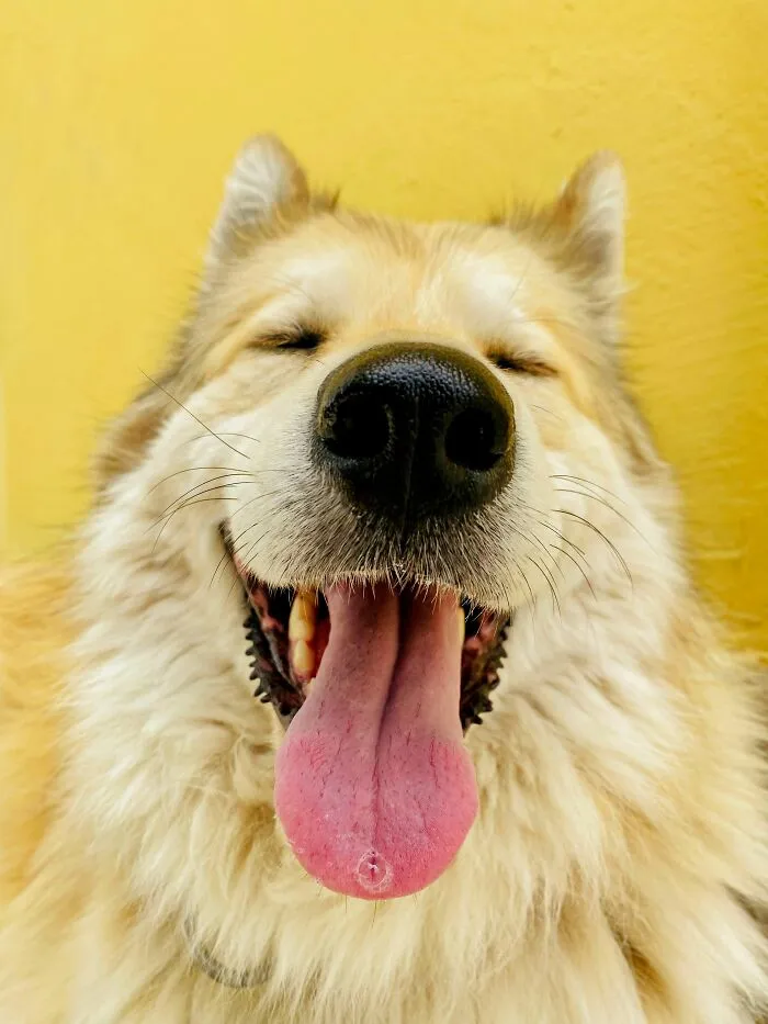 ¿Por qué los perros sueltan suspiros dramáticos antes de tumbarse?