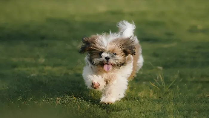 ¿Por qué los perros de repente corren a toda velocidad por la casa sin razón aparente ("zoomies")?