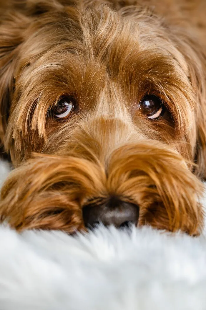 ¿Por qué los perros suelen comportarse como si se estuvieran muriendo de hambre, incluso después de haber comido?