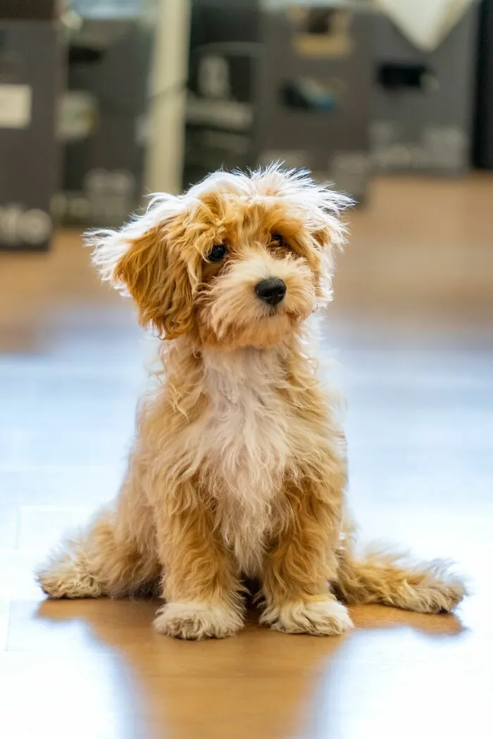 ¿Por qué a veces los perros parecen "culpables" antes de ser regañados?