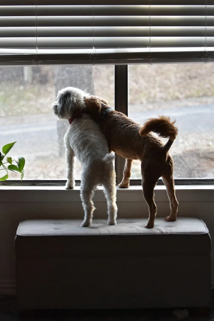 ¿Por qué ladran los perros a cosas que los humanos no pueden ver ni oír?